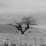 A denuded tree stands on its own in a field of rocks.