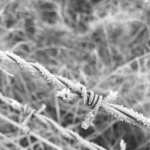 Barbed wire covered in frost.