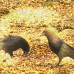 Two crows on a pebbled beach. One is pecking, the other is on lookout.