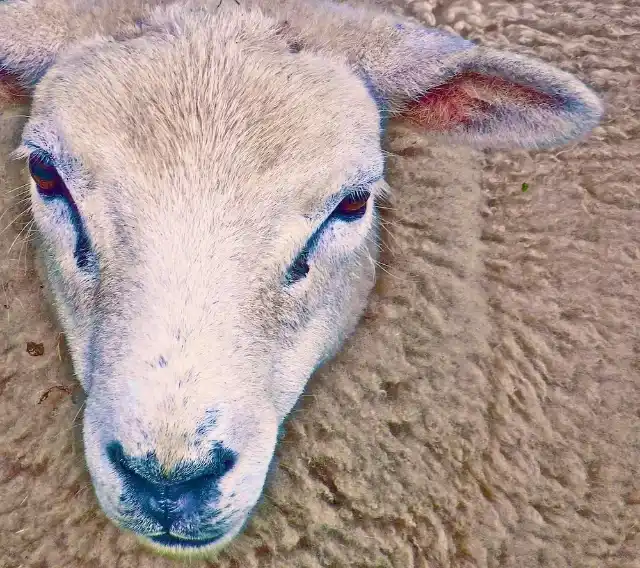 Haring down the hill